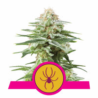 WHITE WIDOW FEM X3-ROYAL QUEEN SEEDS (DS)