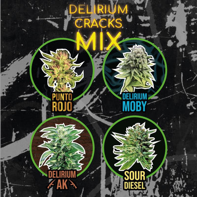 DELIRIUM SEEDS MIX DELIRIUM CRACK FAST 4UDS