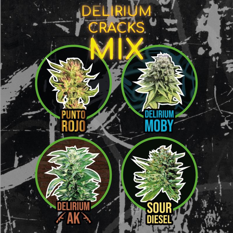 DELIRIUM SEEDS MIX DELIRIUM CRACK FAST 4UDS