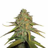 ROYAL MOBY FEM X3-ROYAL QUEEN (DS)