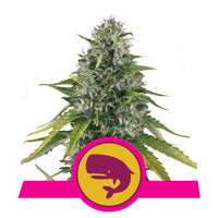 ROYAL MOBY FEM X3-ROYAL QUEEN (DS)