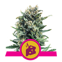 BLUE CHEESE FEM X3-ROYAL QUEEN (DS)