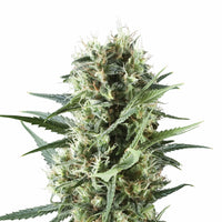 ROYAL COOKIES USA PREMIUM FEM X3-ROYAL QUEEN (DS)