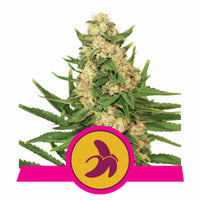 FAT BANANA USA PREMIUM FEM X3-ROYAL QUEEN (DS)