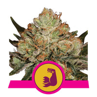 HULKBERRY USA PREMIUM FEM X3-ROYAL QUEEN (DS)