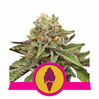 GREEN GELATO USA PREMIUM FEM X3-ROYAL QUEEN (DS)