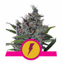 NORTH THUNDERFUCK USA PREMIUM FEM X3-ROYAL QUEEN (DS)