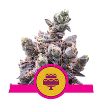 WEDDING GELATO USA PREMIUM FEM X3-ROYAL QUEEN (DS)