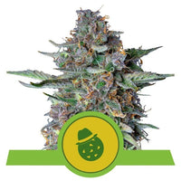 DO-SI-DOS USA PREMIUM AUTO X3-ROYAL QUEEN (DS)