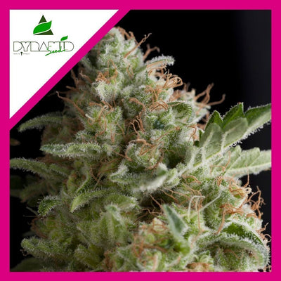 AMERICAN PIE FEM X1-PYRAMID SEEDS (DS)