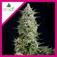 AMNESIA GOLD FEM X1-PYRAMID SEEDS (DS)