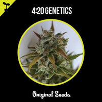 420 GENETICS CRITICAL MASS CBD 3UDS