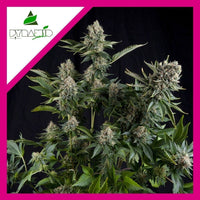 WHITE WIDOW FEM X1-PYRAMID SEEDS (DS)