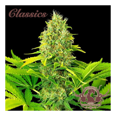 WHITE WIDOW CLASSICS AUTO X3+1-BUDDHA SEEDS (DS)