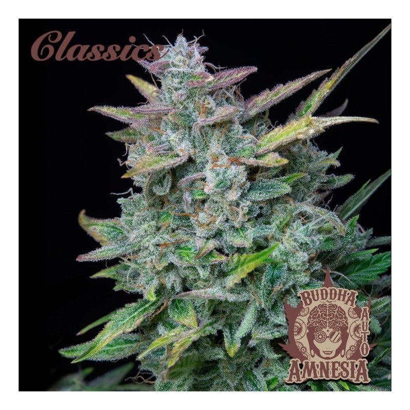 AMNESIA CLASSICS AUTO X3+1-BUDDHA SEEDS (DS)