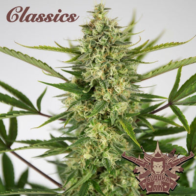 AK CLASSICS AUTO X3+1-BUDDHA SEEDS (DS)
