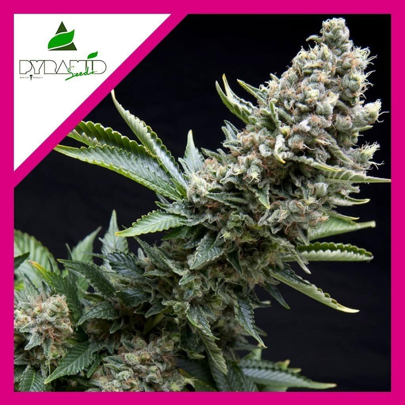 NEW YORK CITY FEM X1-PYRAMID SEEDS (DS)