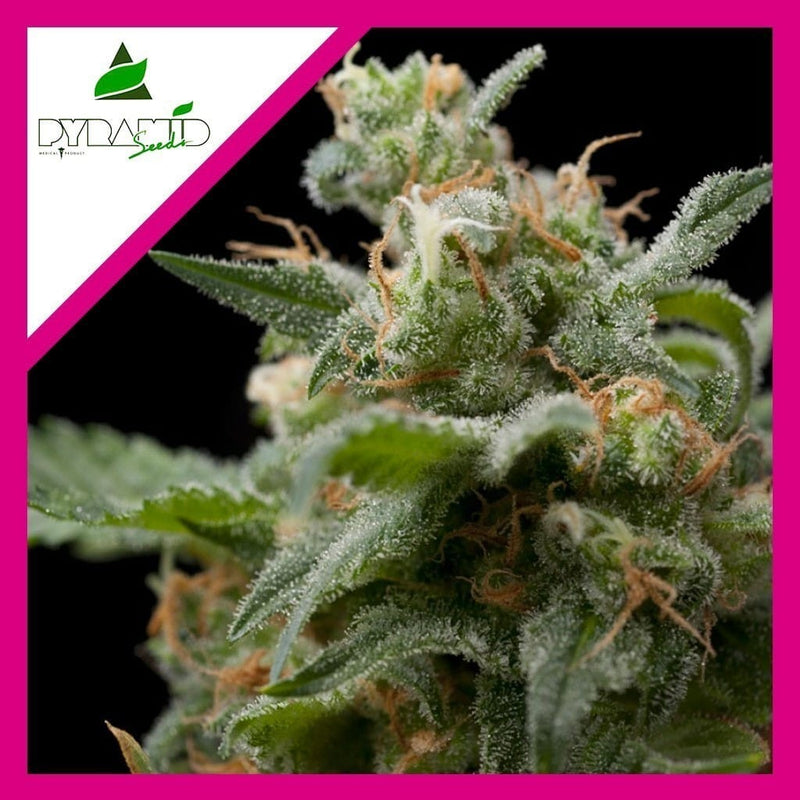 SUPER HASH FEM X1-PYRAMID SEEDS (DS)