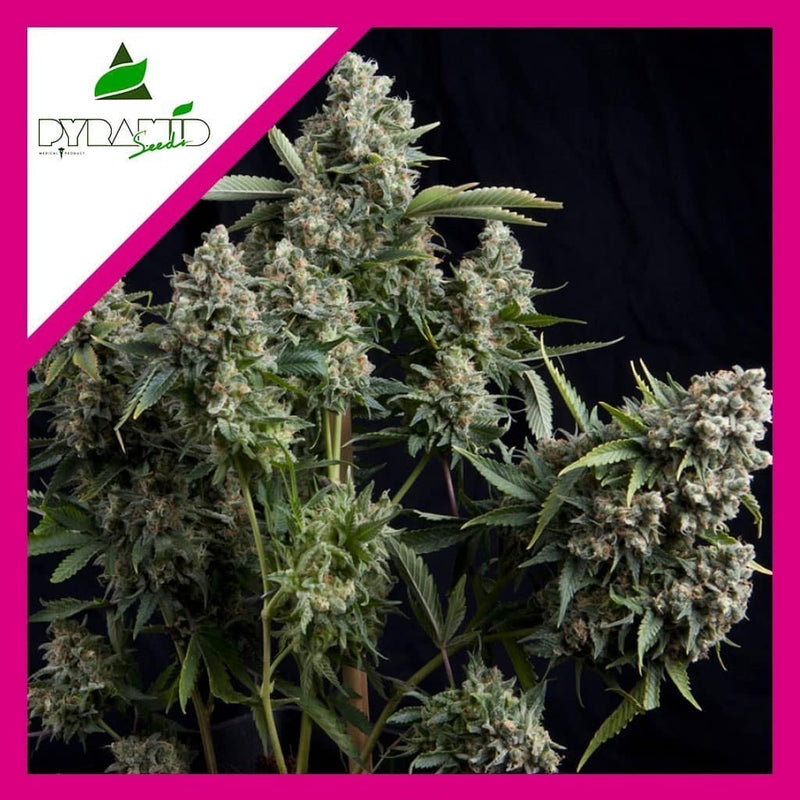 TUTANKHAMON FEM X1-PYRAMID SEEDS (DS)