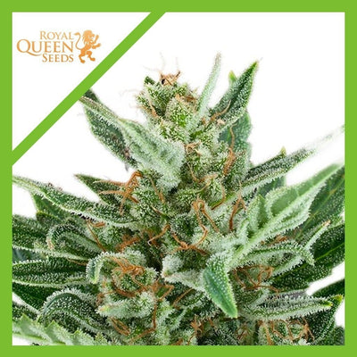 EASY BUD AUTO X3-ROYAL QUEEN SEEDS (DS)