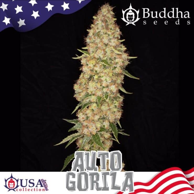 GORILLA AUTO X3+1-BUDDHA SEEDS (DS)