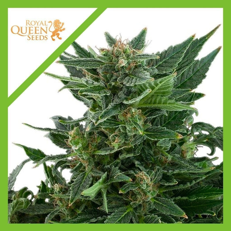 ROYAL KUSH AUTO X3-ROYAL QUEEN SEEDS (DS)