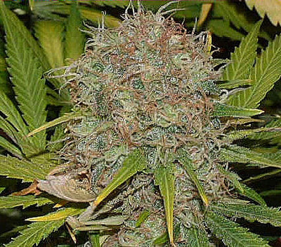 Ak 47 Auto (DS)