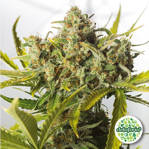 Blue Critical Auto
