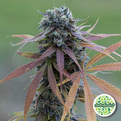 Blue Kush Auto