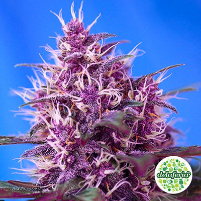 Red Poison Auto