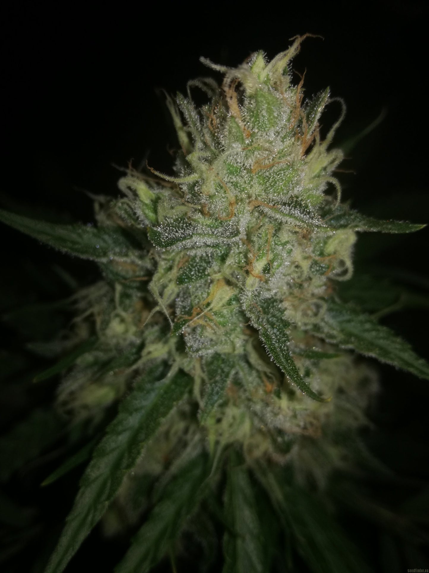 Auto Blueberry (DS)