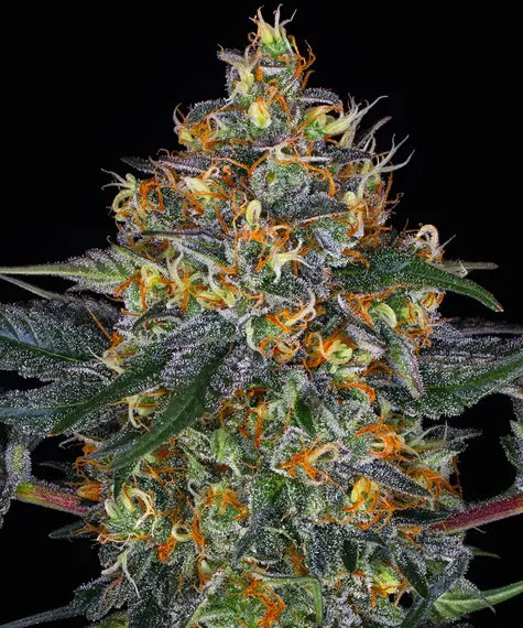 Auto Moby Dick (DS)