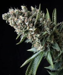 Auto Nefertiti (DS)