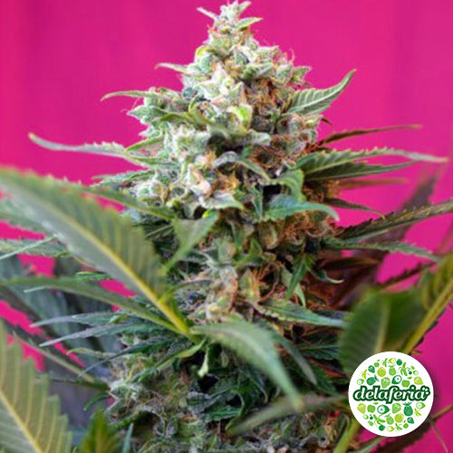 Auto Daiquiri Lime (DP) 1un