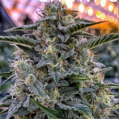Bruce Banner Auto (DS)