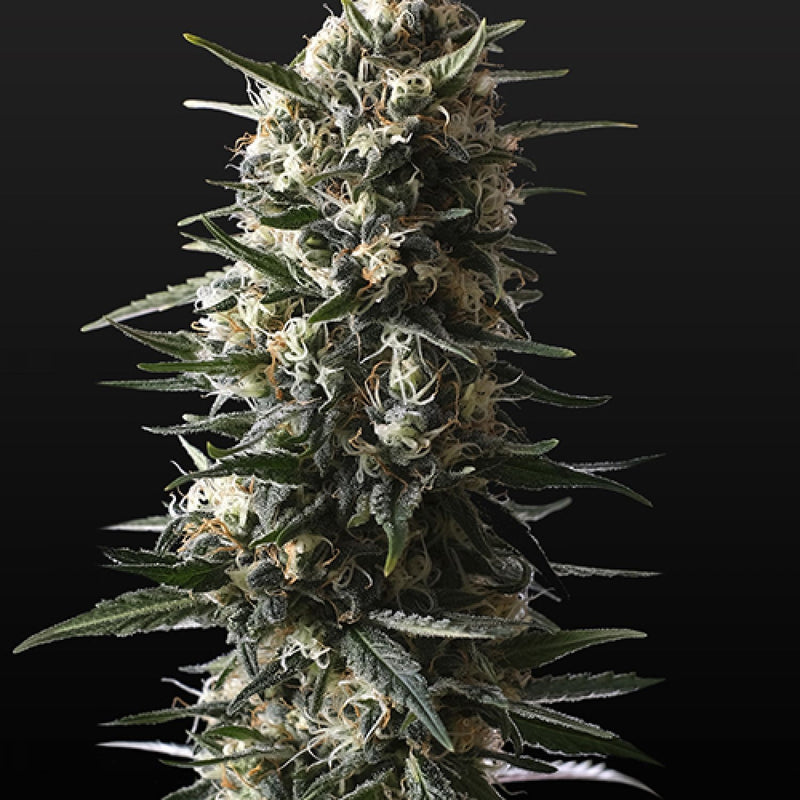 Bubba Slush (GH)