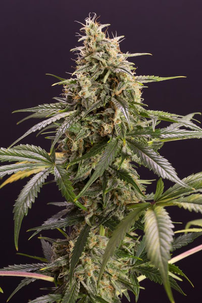 Chem Bomb Auto (DS)