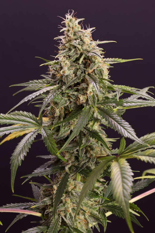 Chem Bomb Auto (DS)