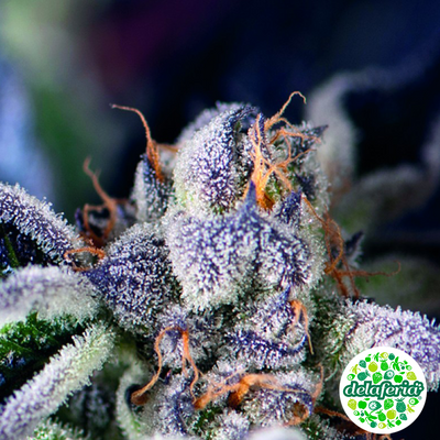 Cookies USA