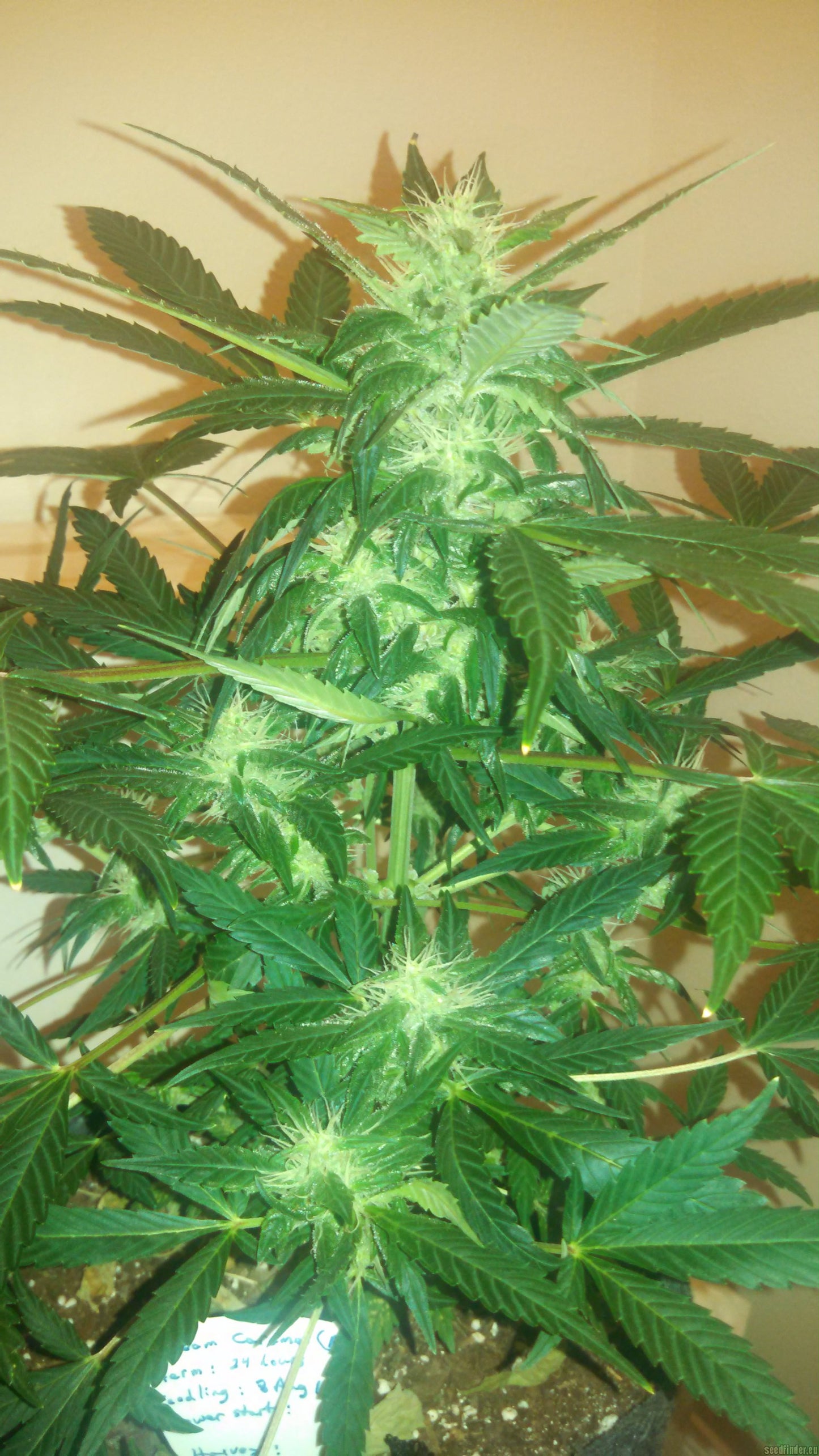 Cream Caramel Auto (DS)