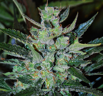 Jack Herer Auto (DS)