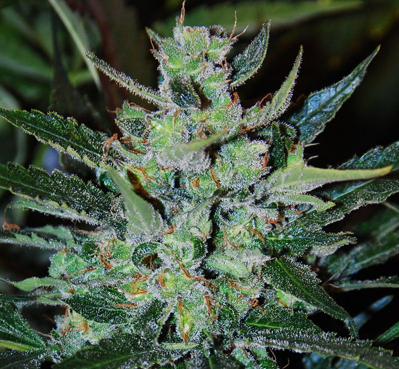 Jack Herer Auto (DS)