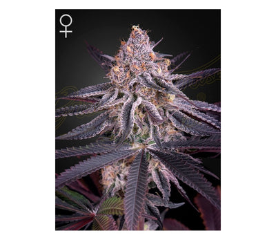 King's Juice (GH)