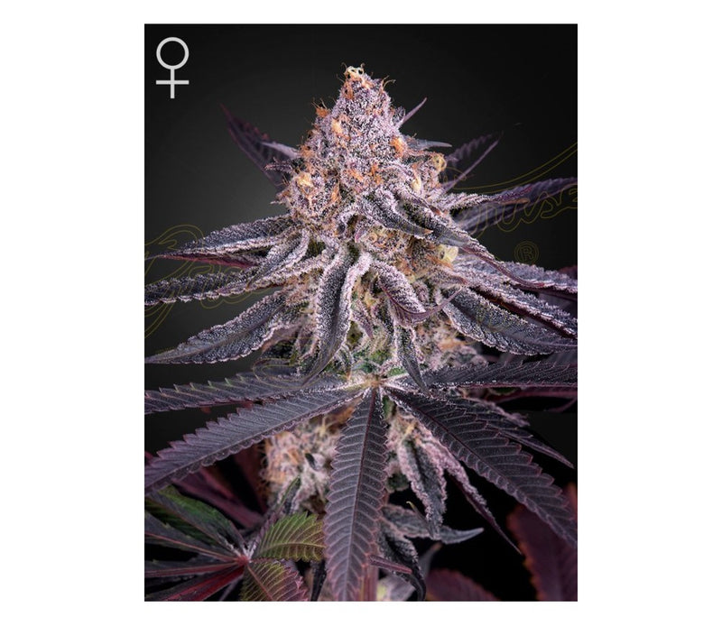 King's Juice (GH)