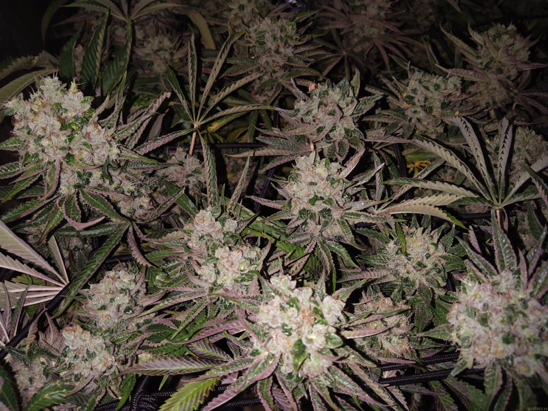Lemon Orange (GH)