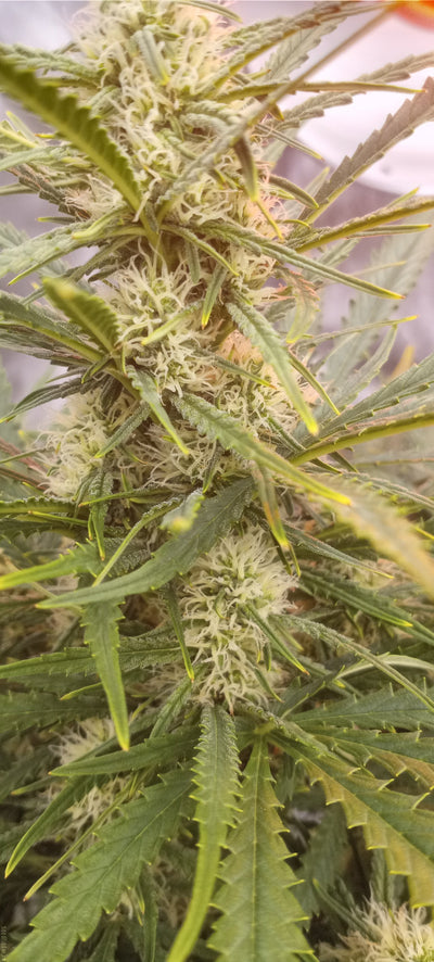 Mango Og Auto (DS)