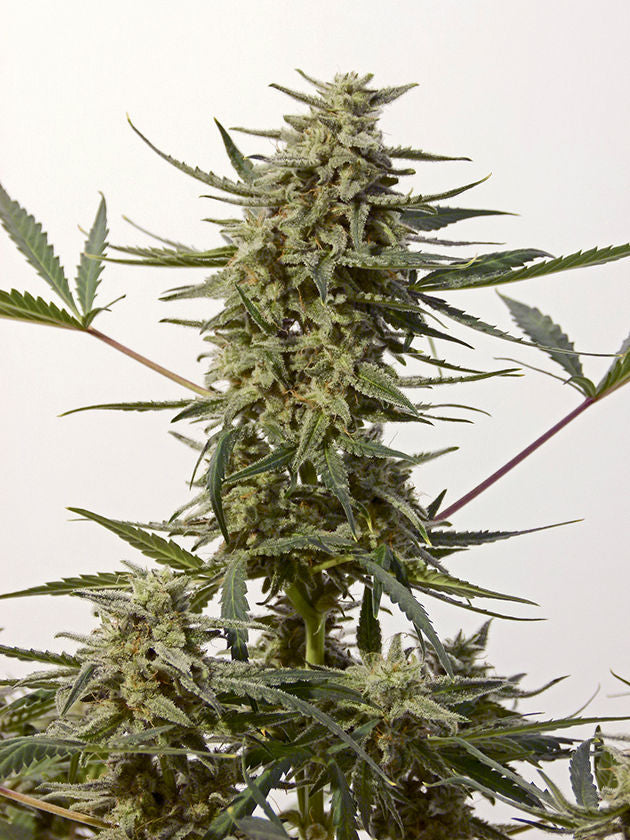 Critical Express