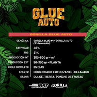 GORILLA GLUE AUTO GK 4UDS BSF SEEDS