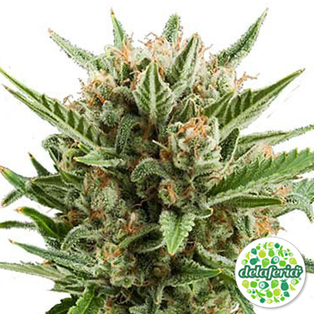 Sweet Skunk Auto