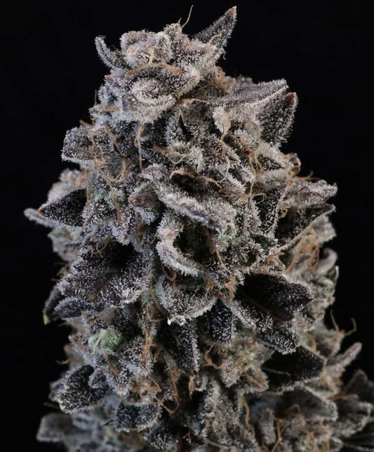 White Widow Auto (DS)